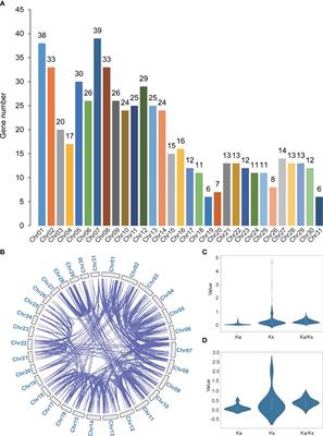 Comprehensive analysis of the Spartina alterniflora WD40 gene family reveals the regulatory role of SaTTG1 in plant development